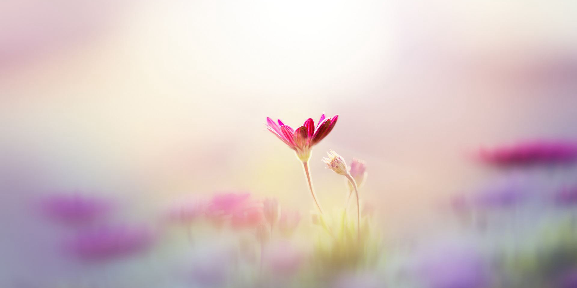 Card Header