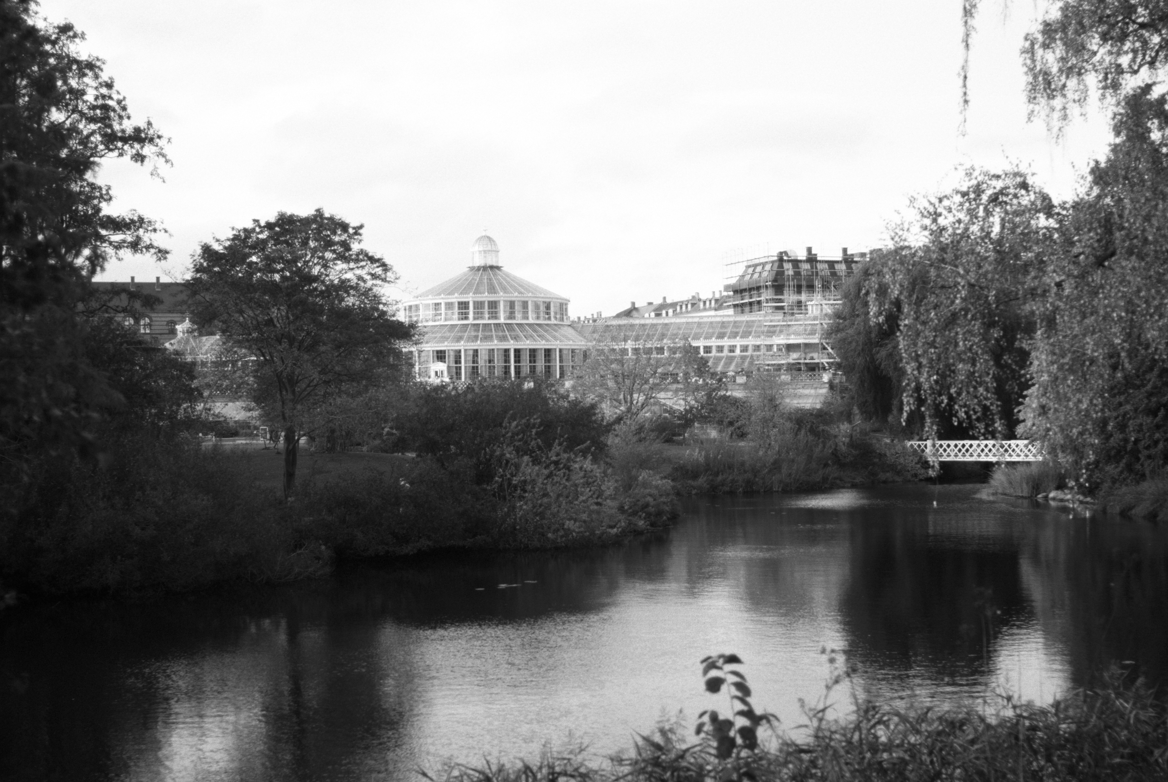 The Palm House, Botanical Garden, Copenhagen, Winter 2024. Pentax K10D & Carl Zeiss 35mm F/2.