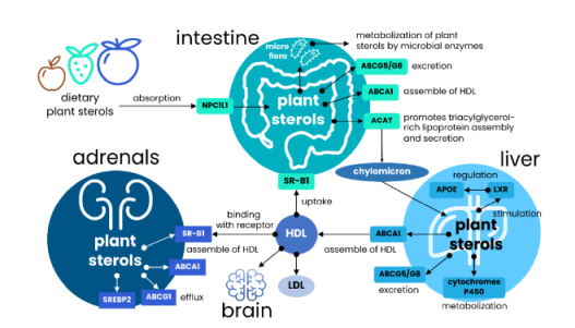 PS metabolism, T. Kopylov 2021