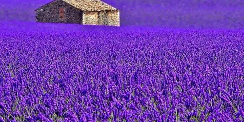Card Header