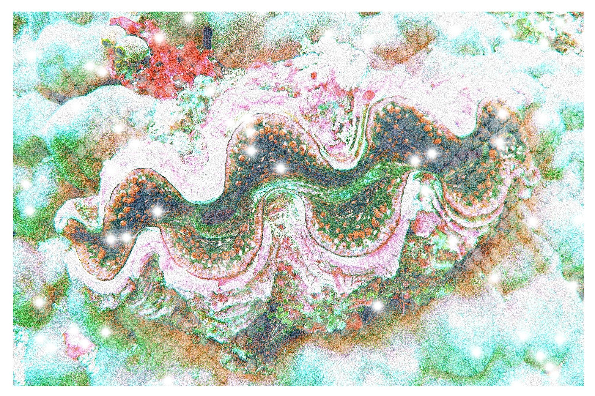 Tridacna Elongatissima