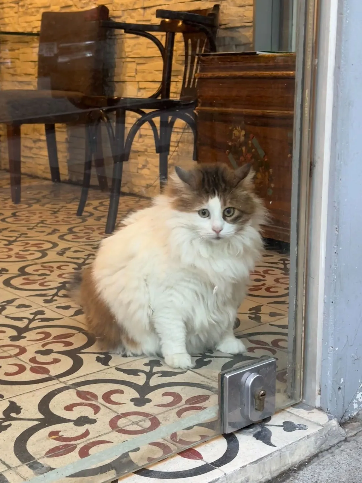 Should we launch Proof-of-Meow? 🤔