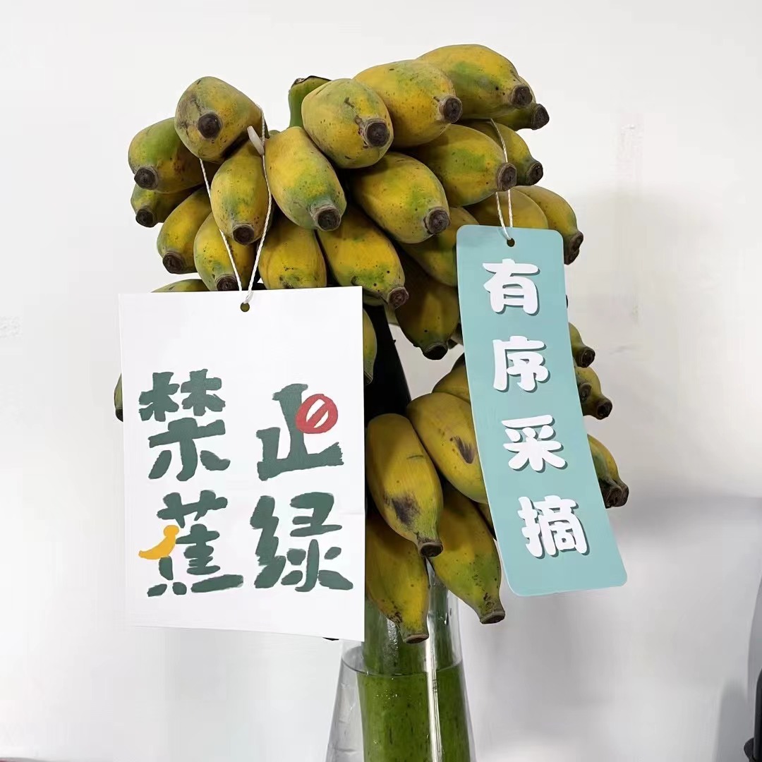 公司新买的绿植 