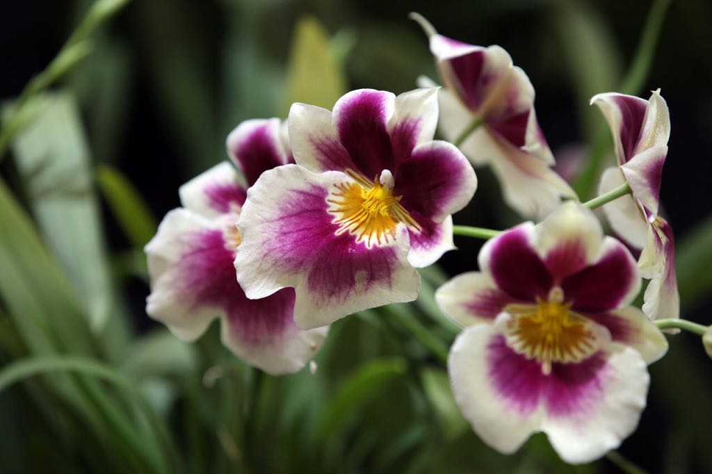 Out of every ten wild plants, 4 are orchids, which equals 24% of Ecuador's native flora