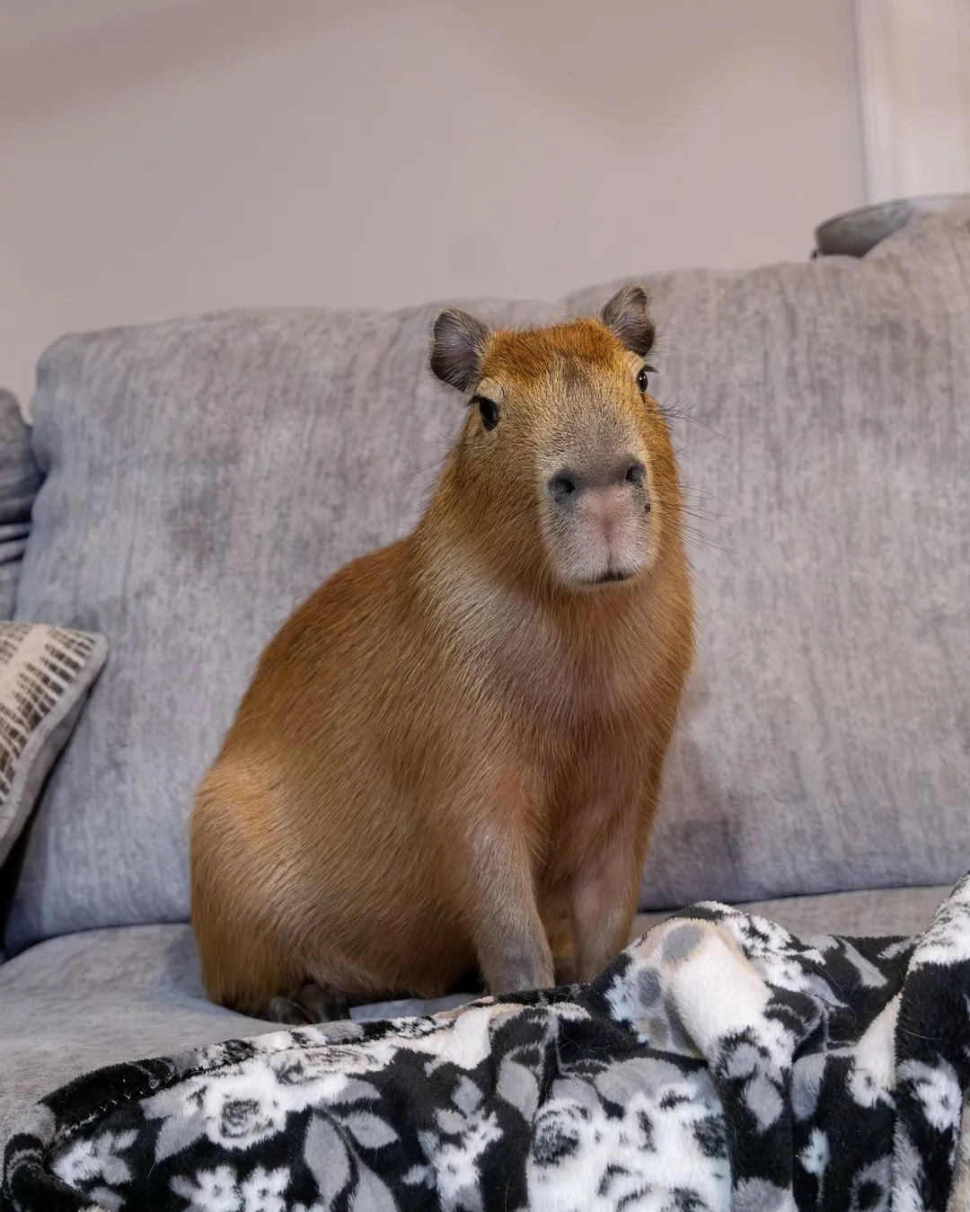 Cheesecake the capybara. Photo credit: IG @darkwingswildlife