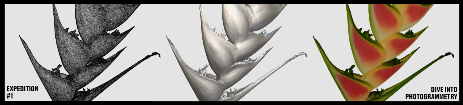 Our Heliconia wagneriana specimen model in its stages of processing.