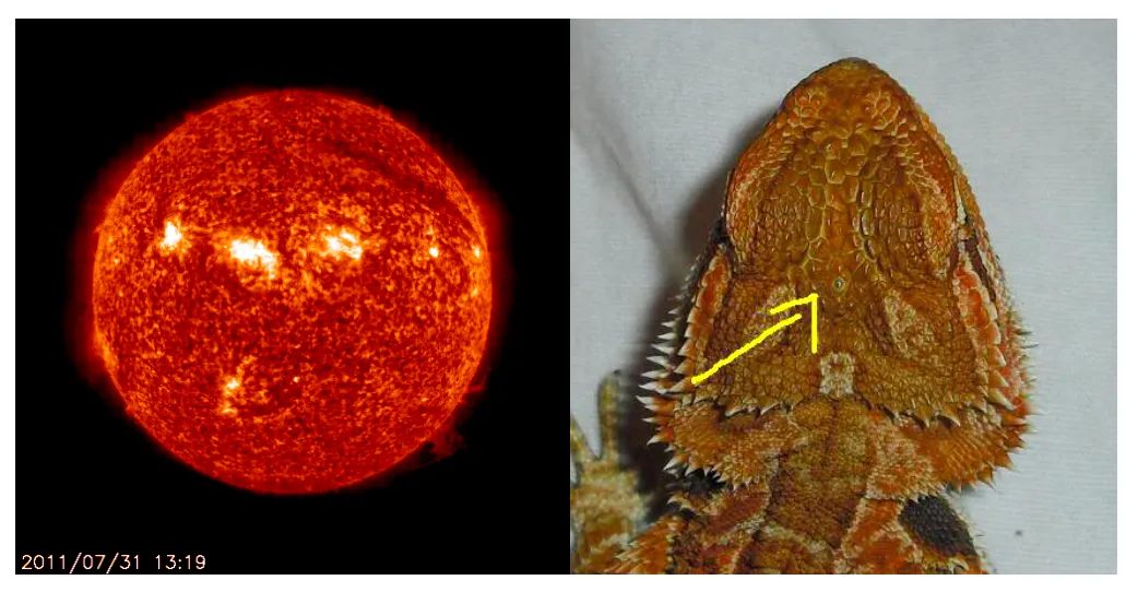 The Sun in 2011 and visible Parietal eye on a Bearded Dragon