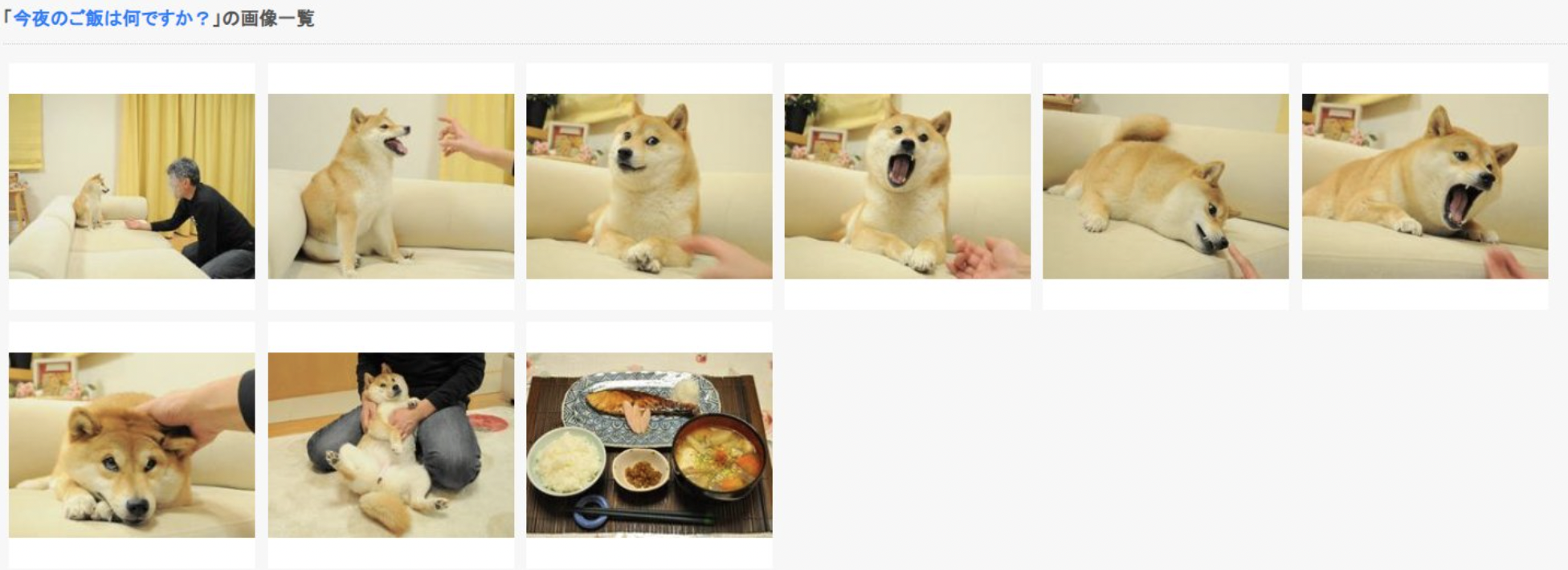 can you spot the doge?