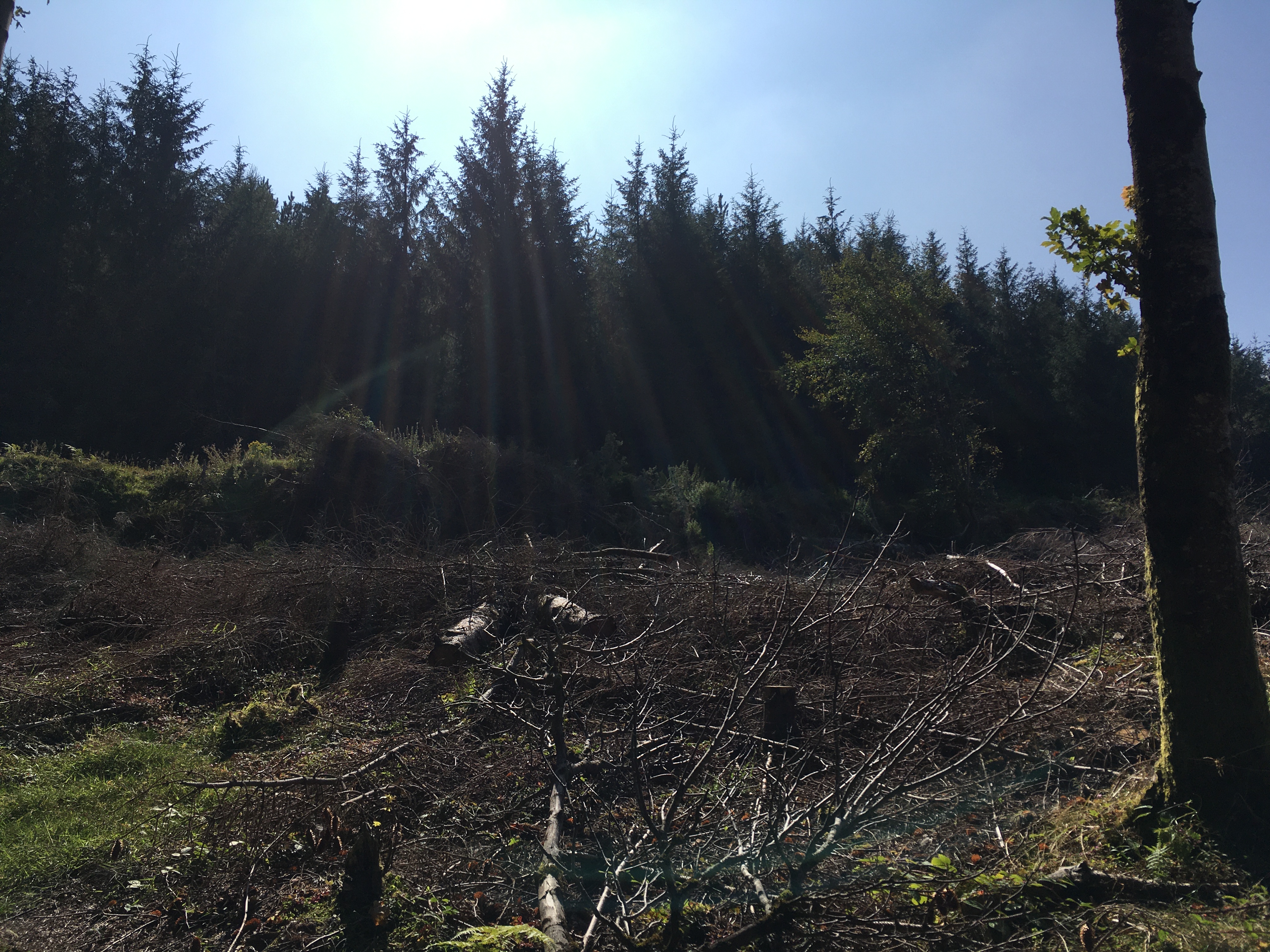 Preparing for CCF in the foreground with more national forestry behind