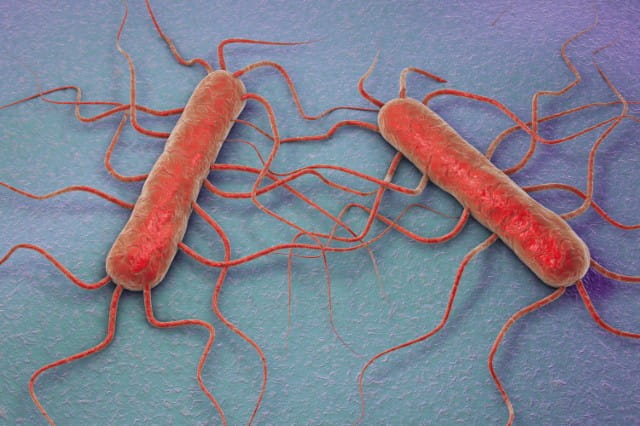 Listeria monocytogenes