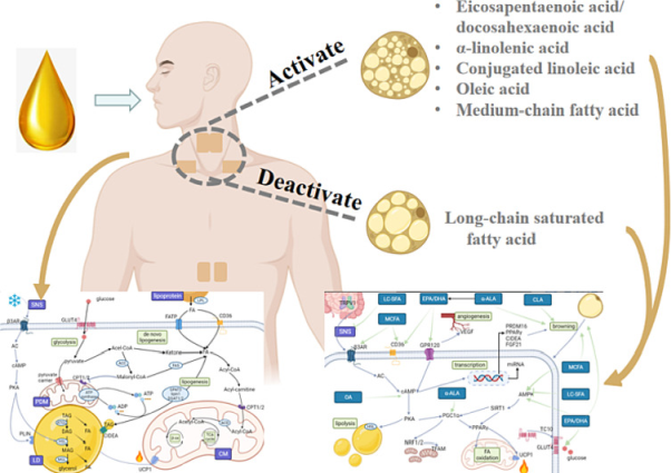 Dietary fatty acids activate or deactivate brown and beige fat, Min Jia, 2023