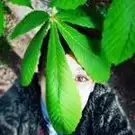 Aloysious looks through a large green fan leaf, sun kisses their only visible eye, they are happy.

