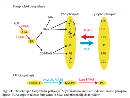 Yokomizo, Bioactive Lipid Mediators, 2015