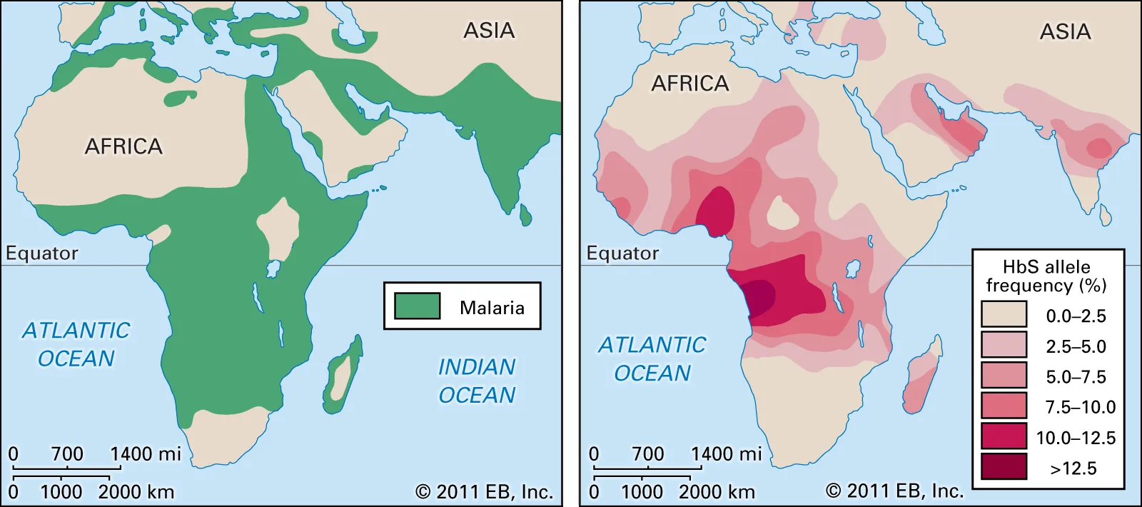 The distribution of Malaria (left) and the gene variant which causes Sickle Cell (right). Source: https://www.britannica.com/science/sickle-cell-anemia 