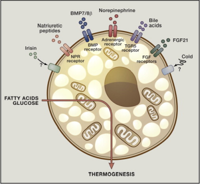 Norepinephrine, one of the thermogenesis activators next to cold exposure, https://doi.org/10.1016/j.cell.2013.12.012