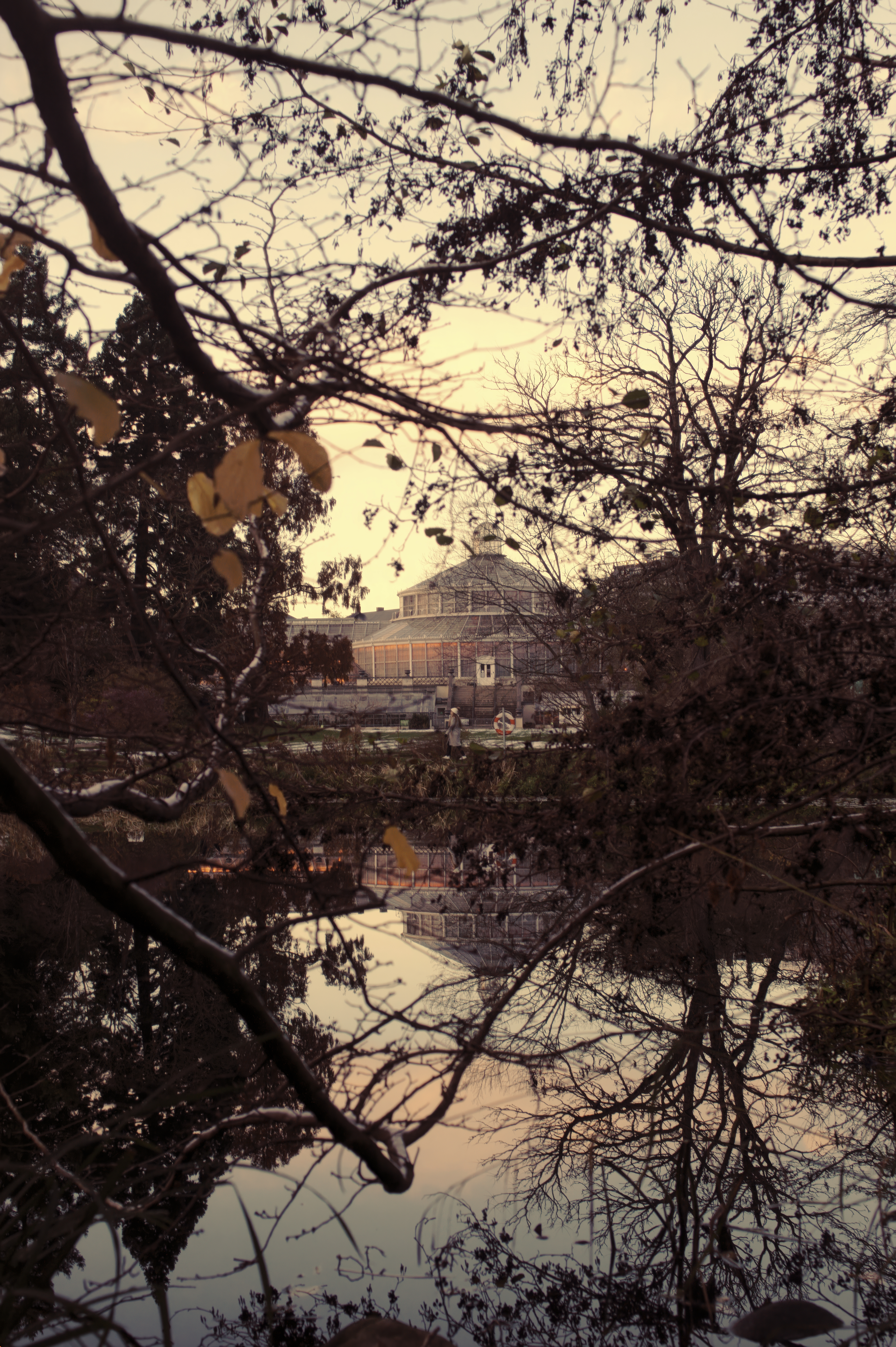The Palm House, Copenhagen, Winter 2024.