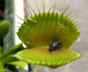 Exogenously applied ATP stimulates the closure of the Venus flytrap