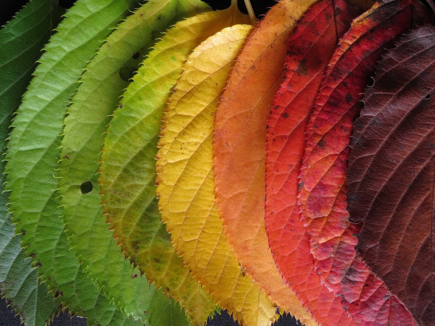 Image from Seasons of Change