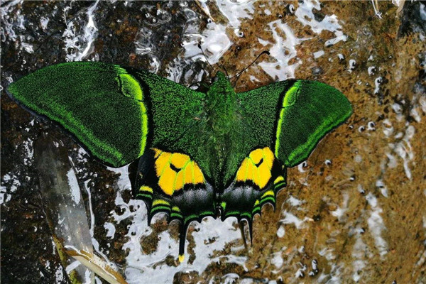 Teinopalpus aureus Mell