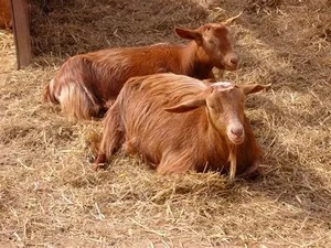 The Famous Golden Guernsey Goats