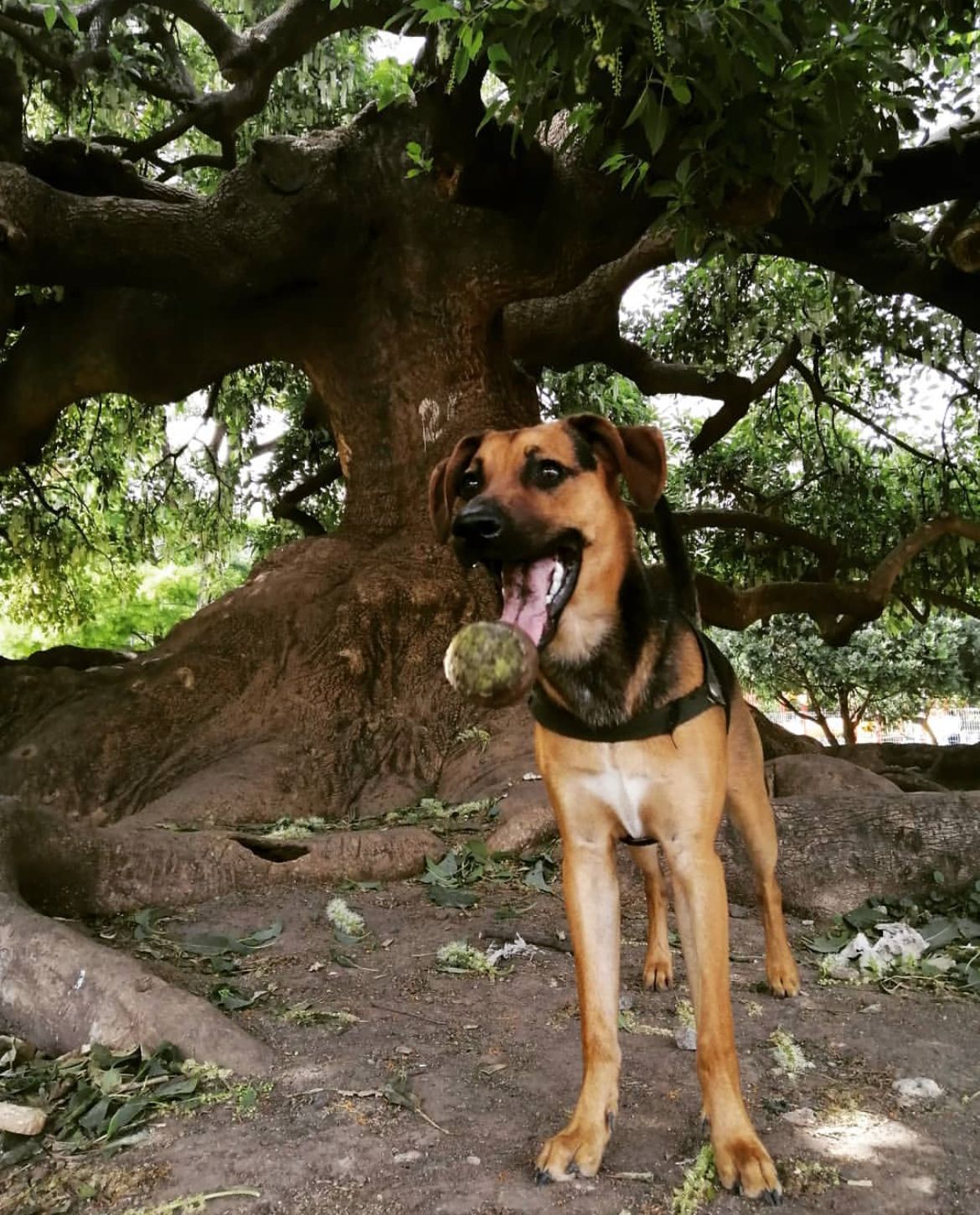 Instagram Freude_el_perro